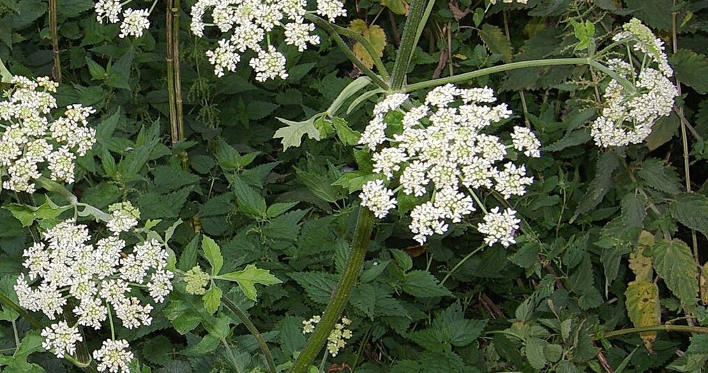  Hoe kan je berenklauw herkennen en hoe gevaarlijk is de plant?