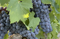 Cabernet Franc