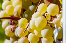 Semillon