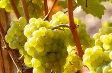 Trebbiano