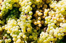 Verdicchio
