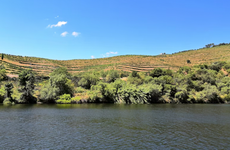 Ribeira Del Duero