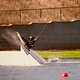 Humanoid Humanoid Plank 5 Wakeboard