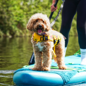 Paddleboarding with Your Dog? Here Are the Best Tips Paddleboarding with Your Dog? Here Are the Best Tips
