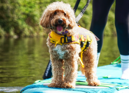 Suppen met je hond? Dit zijn de beste tips Suppen met je hond? Dit zijn de beste tips