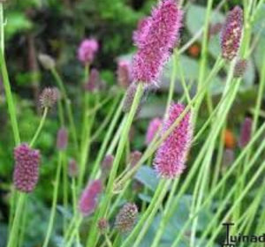 Pimpernel per schaal 25gr