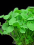 Atsina Cress per potje