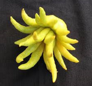 Buddah's hand pr stuk