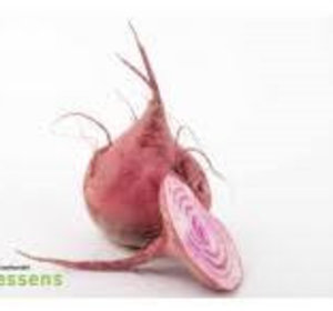 Bieten chioggia pr schaal 1 kg
