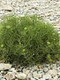 Sea fennel pr schaaltje (zeevenkel)