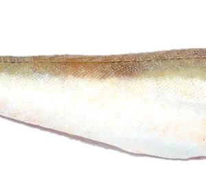Poon filet met vel 160 gr