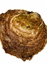 Oesters Platte Grevelingen 3/0