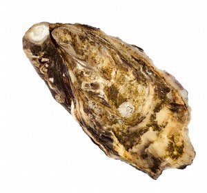 Oesters Gillardeau nr. 3
