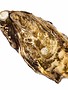 Oesters Gillardeau nr. 3
