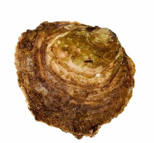 OESTERS PLAT GREVELINGEN 4/0