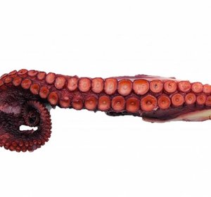 Octopus  tentakels gekookt