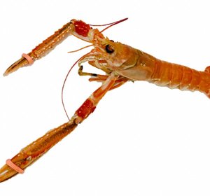 Langoustine (ontdooid product)