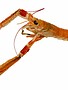 Langoustine (ontdooid product)