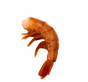 wilde black tiger scampi maat 16/20