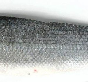 Zeebaarsfilet met vel 120 gr