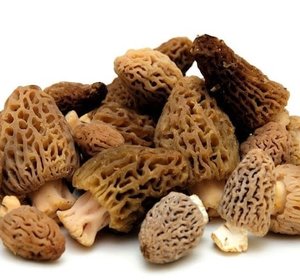 Champignons morillen vers 100gr