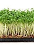 Tuinkers matje per pot