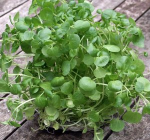 Waterkers in plant
