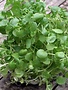 Waterkers in plant