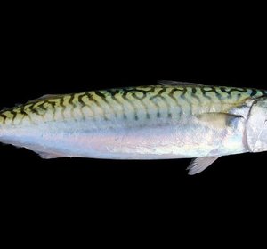 Makreel portie met vel 150gr