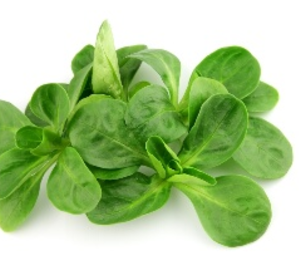 Jonge Veldsla 125gr