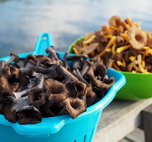 Trompette de la Mort (gedroogd)