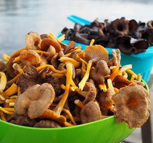 Gedroogde Girolles