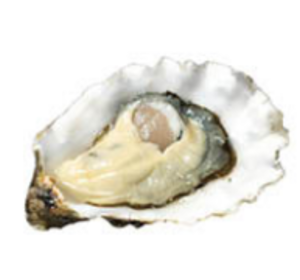 Zeeuwse Oosterschelde Creuse III