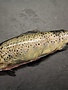 Forel heel, gekuist