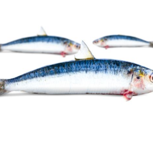 Sardines heel, gekuist +/- 120gr