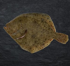 Tarbot panklaar met vel +/- 650gr