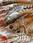 Langoustine vers (1kg)