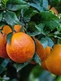 Wijnappelsien Sanguinelli 1kg