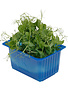 Affilla Cress per potje