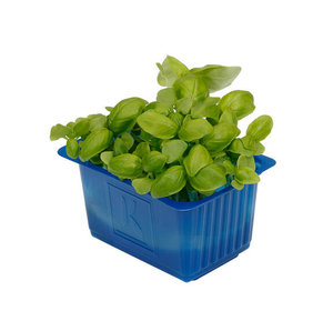 Basil Cress per potje