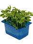 Tahoon Cress per potje