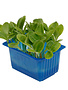 Borage Cress per potje