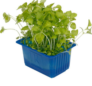 Sechuan Cress per potje