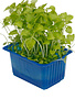 Sechuan Cress per potje
