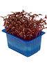 Scarlet Cress per potje