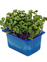 Chilli Cress per potje