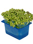 Mustard Cress per potje
