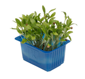 Ghoa Cress per potje