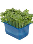 Daikon Cress per potje