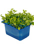 Persinette Cress per potje